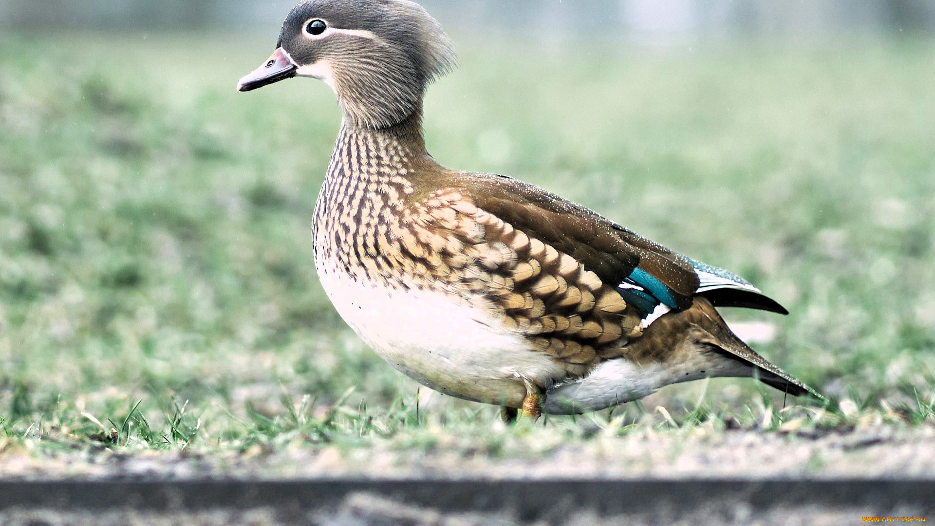 животные, утки, утка, трава
