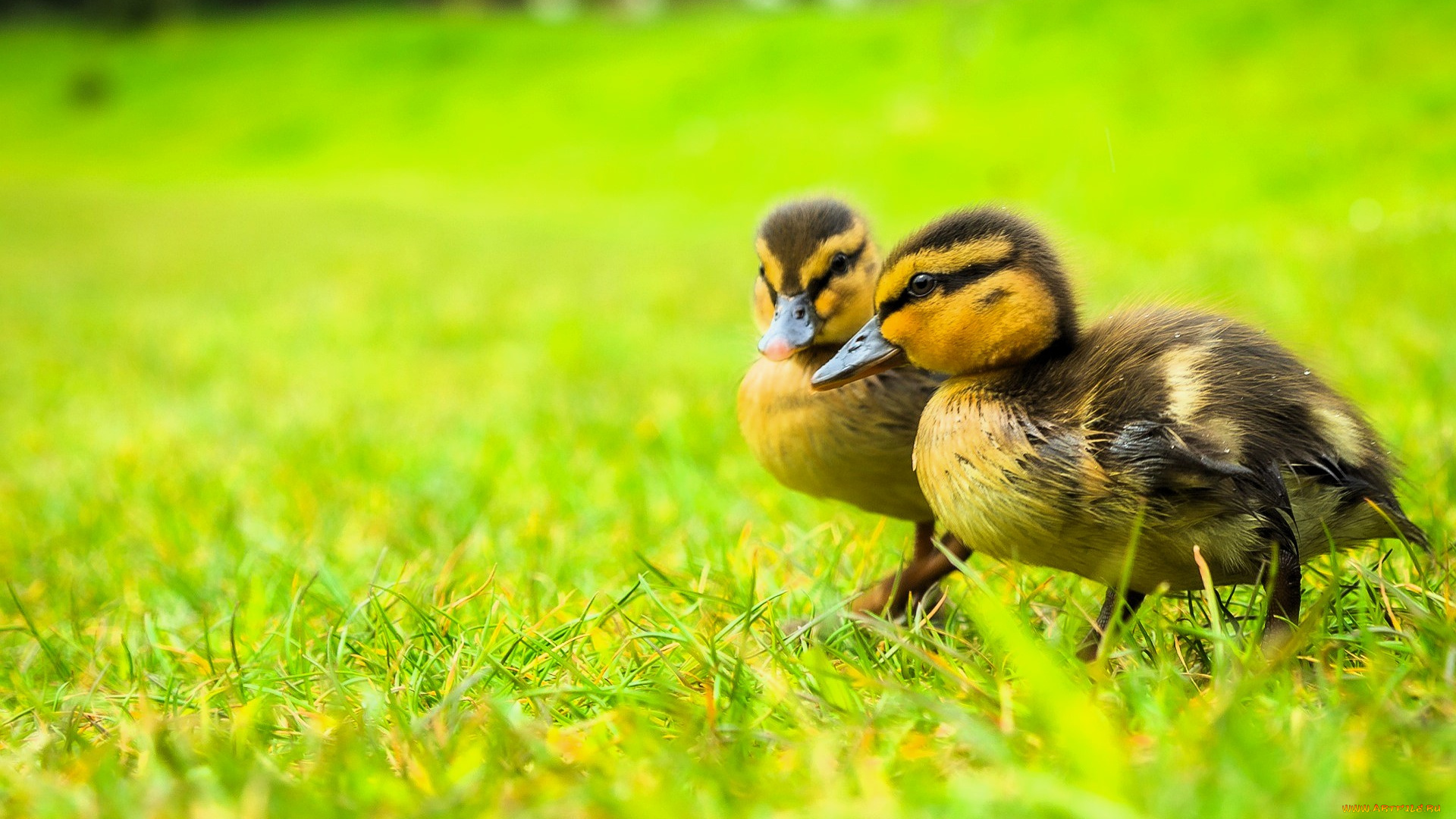 животные, утки, утята, трава, лужайка