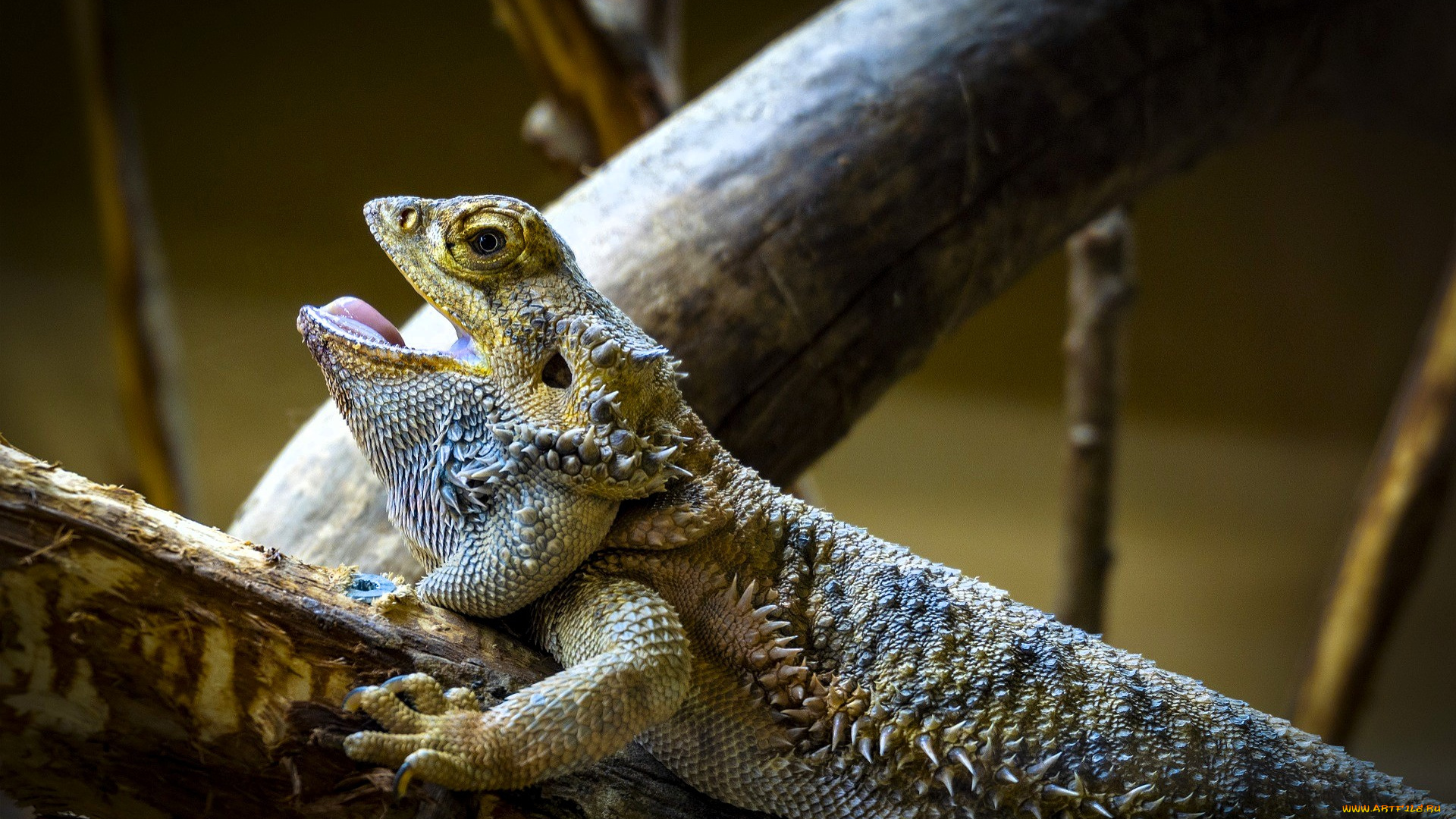 животные, ящерицы, , игуаны, , вараны, ящерица, агама, сучья, палки, ветки