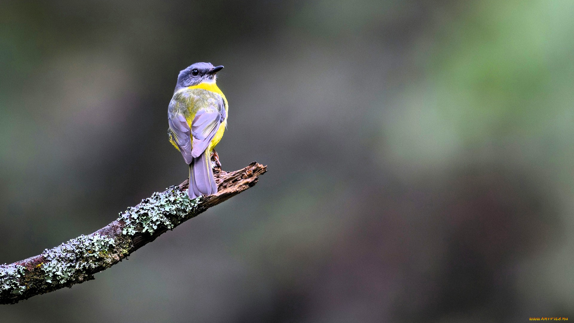 золотобрюхая, зарянковая, мухоловка, животные, птицы, птица, сук, лишайник