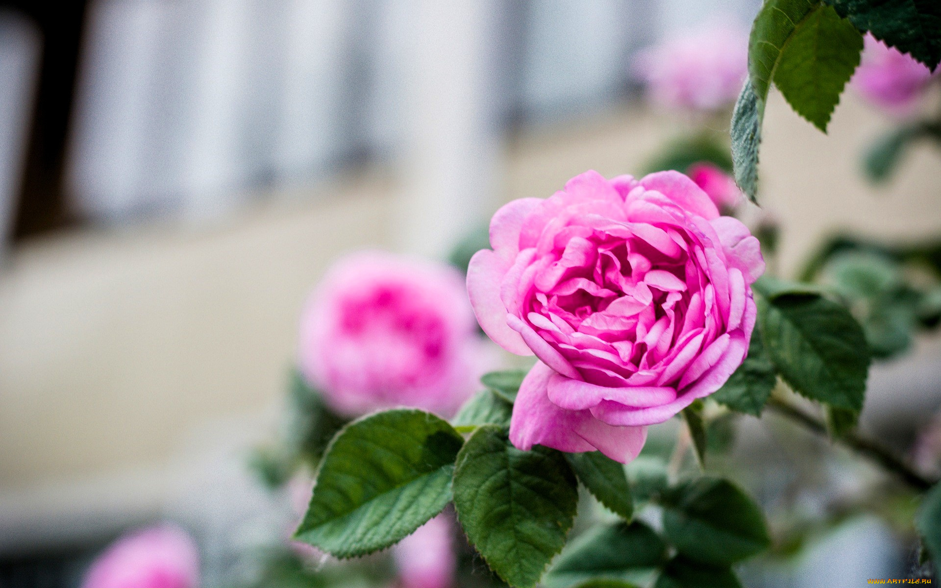 цветы, розы, розовые, куст