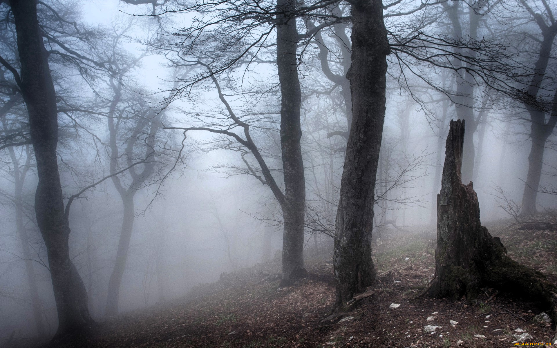 природа, лес, туман, осень, пень