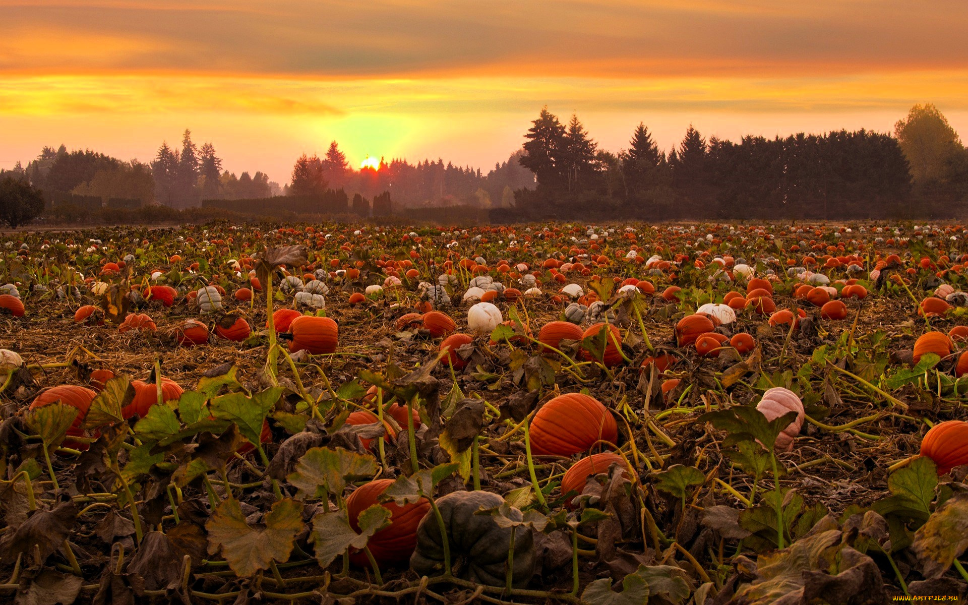 природа, поля, поле, тыквы, закат, деревья, лес