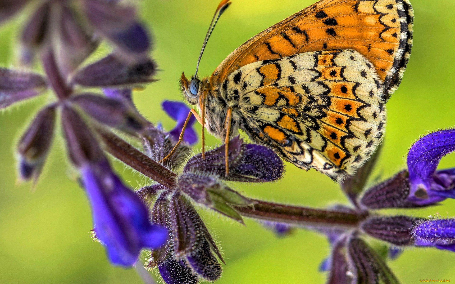 животные, бабочки, , мотыльки, , моли, бабочка, цветок