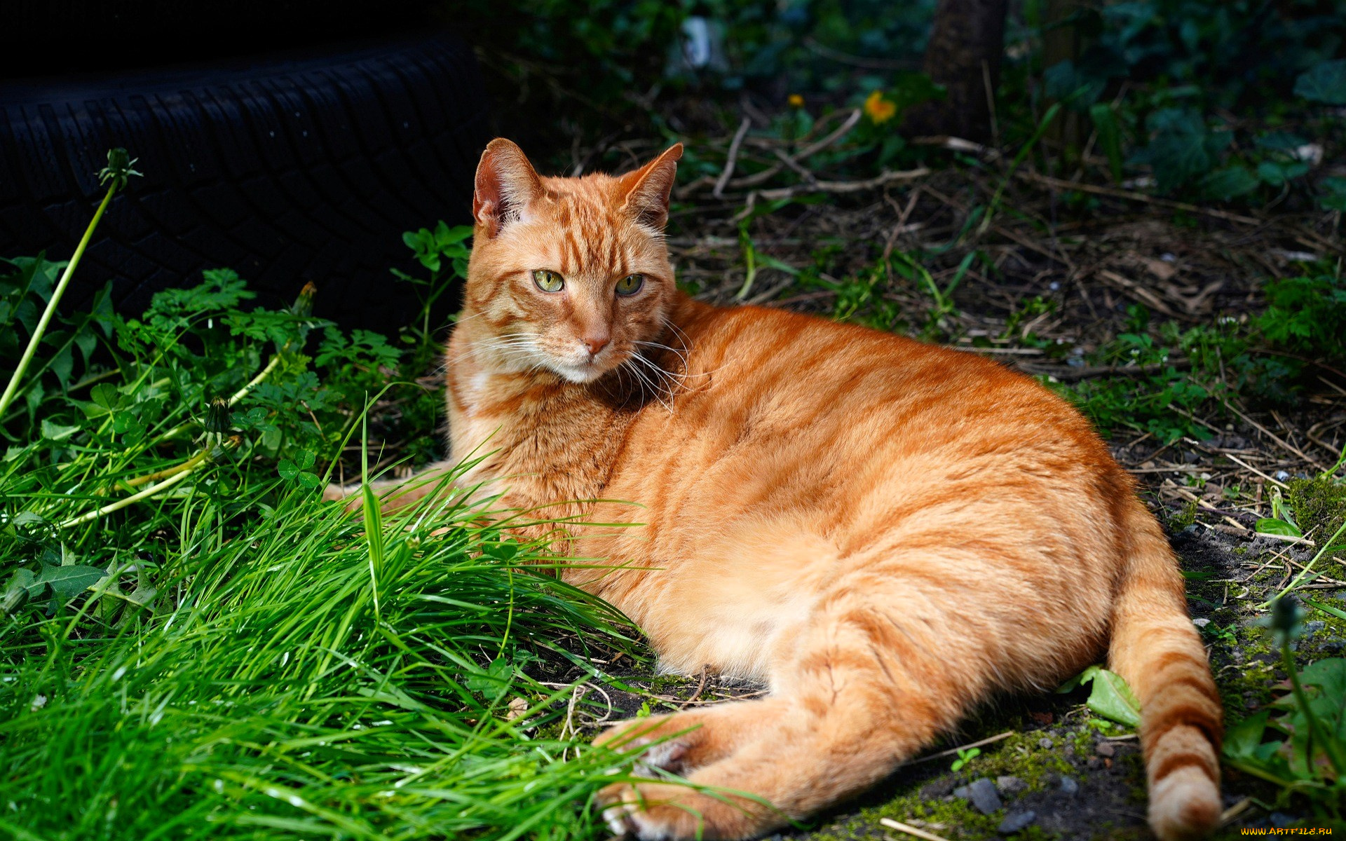 животные, коты, кот, рыжий, трава, покрышка