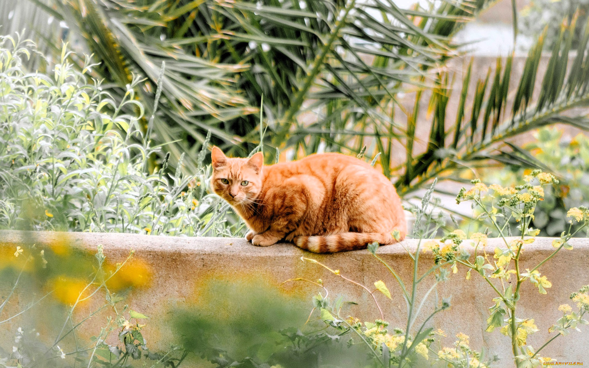 животные, коты, кот, рыжий, забор, сад