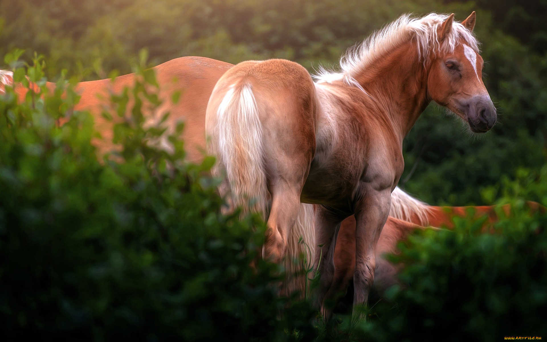 животные, лошади, кусты