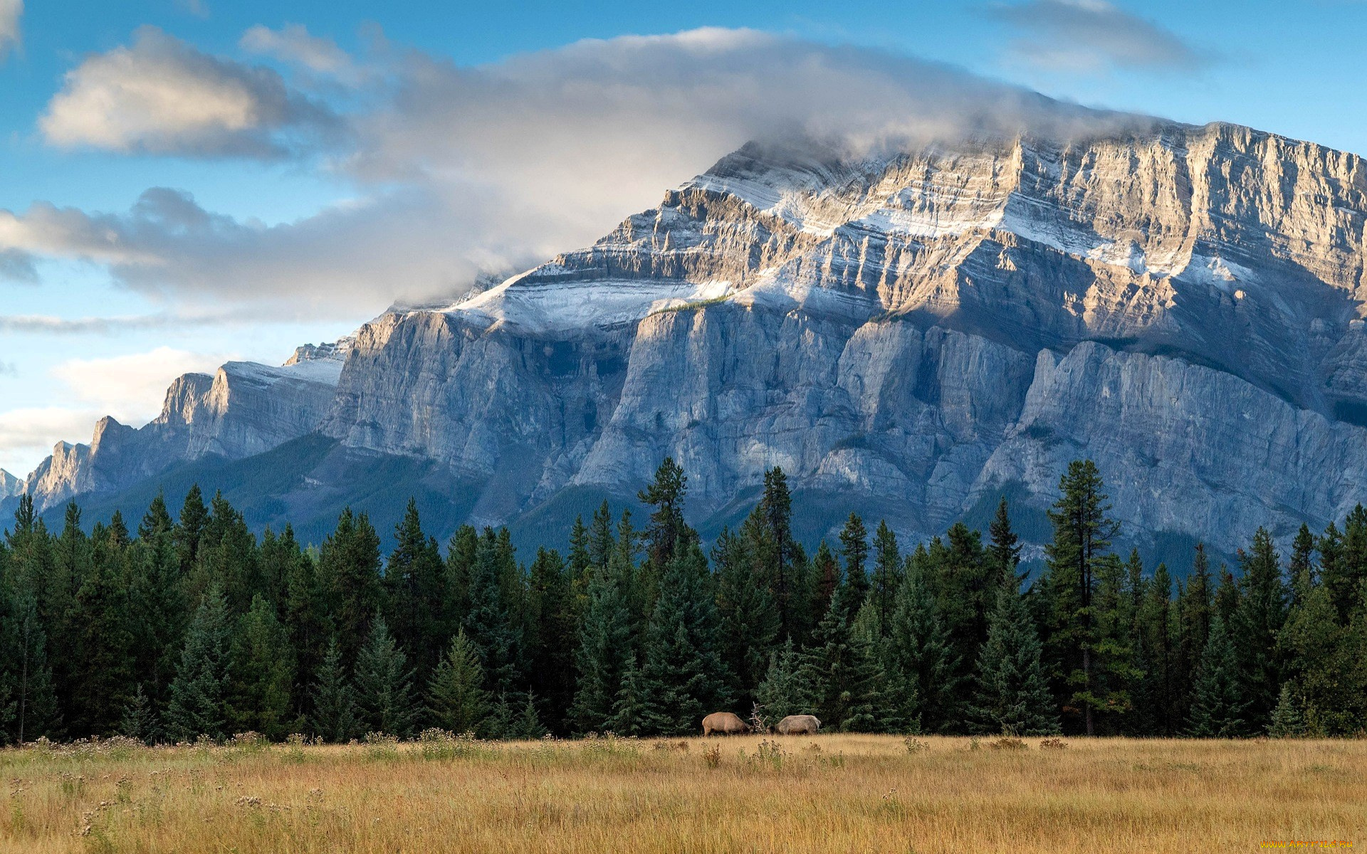 животные, олени, поединок, лес, гора, облака, степь