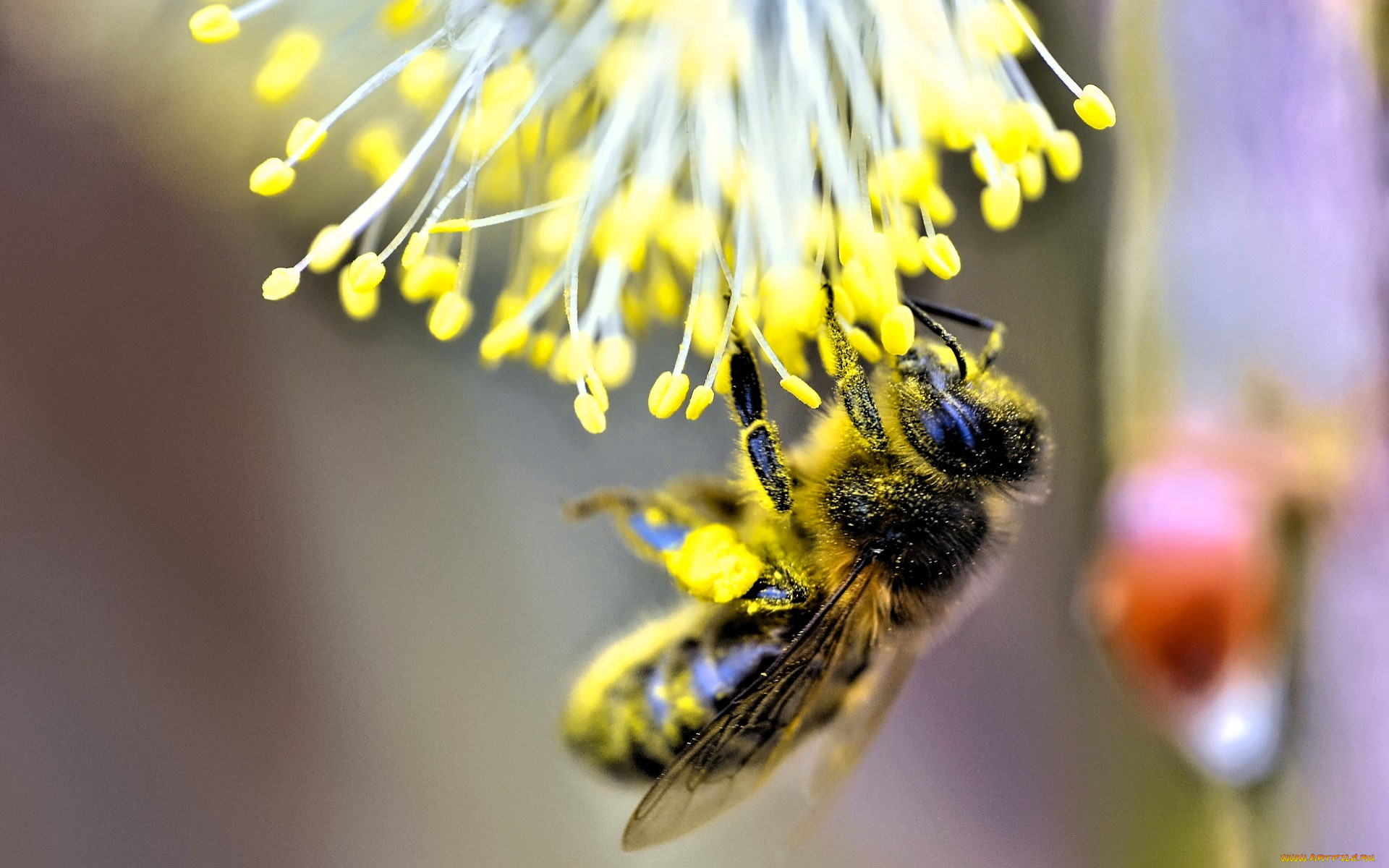 животные, пчелы, , осы, , шмели, пчела, нектар, тычинки, пыльца