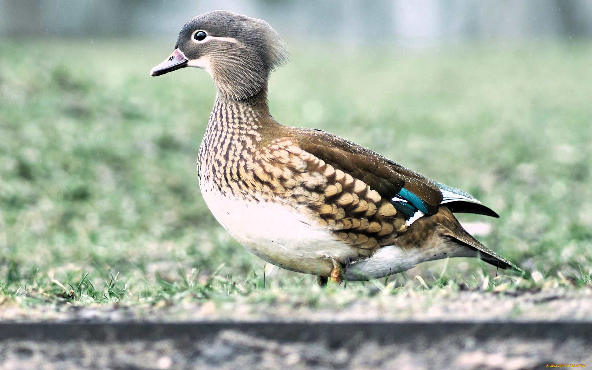 животные, утки, утка, трава