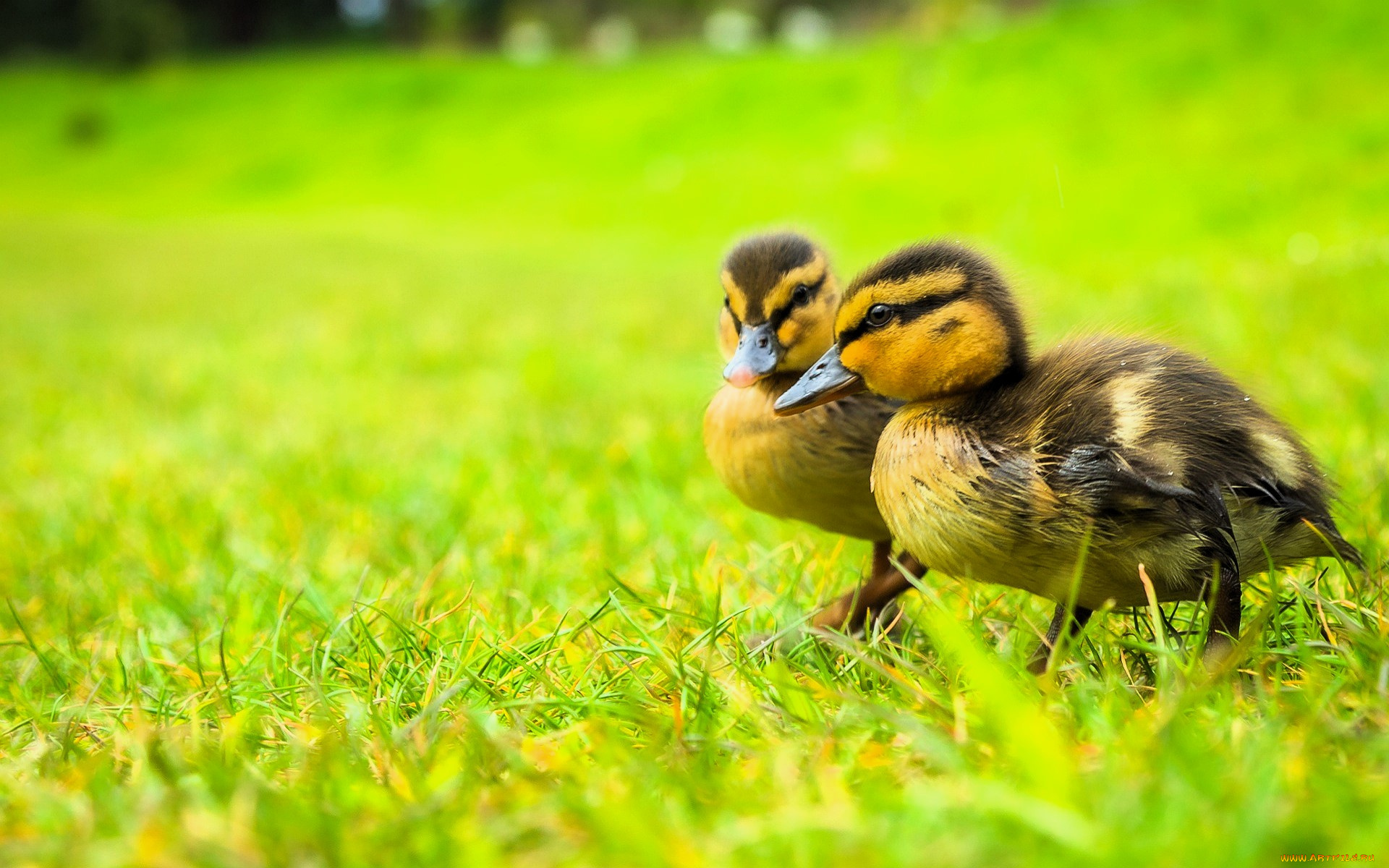 животные, утки, утята, трава, лужайка