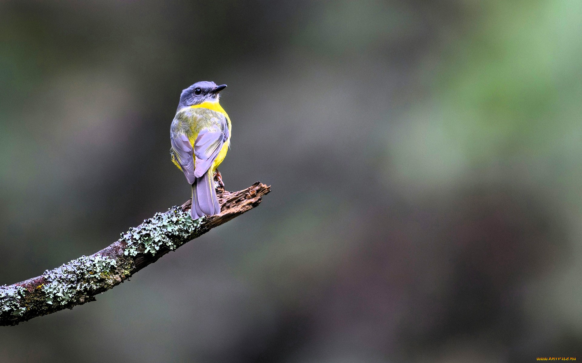 золотобрюхая, зарянковая, мухоловка, животные, птицы, птица, сук, лишайник