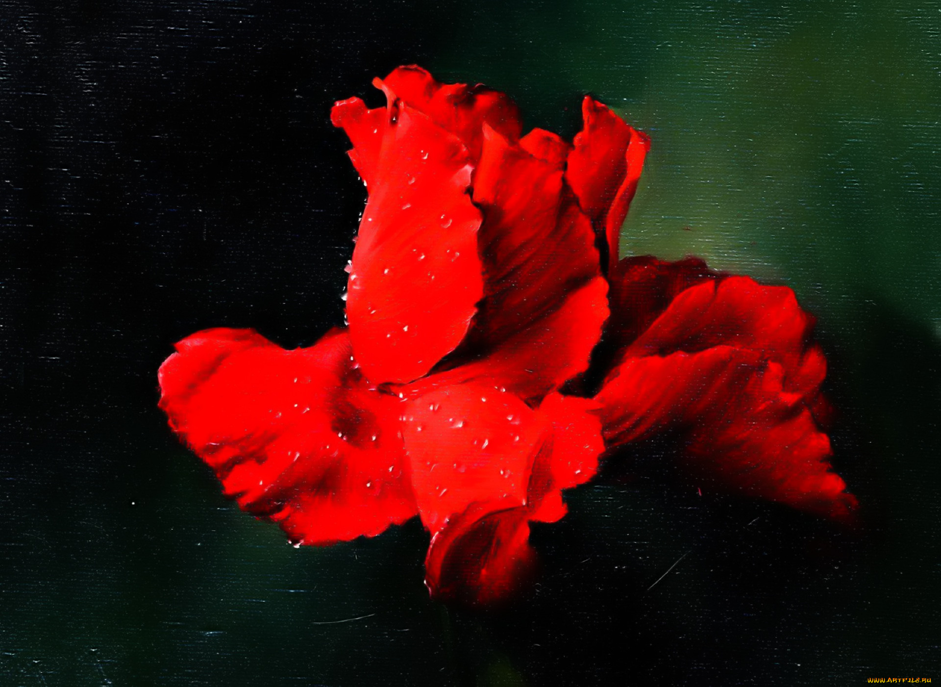 рисованное, алексей, антонов, цветок, красный