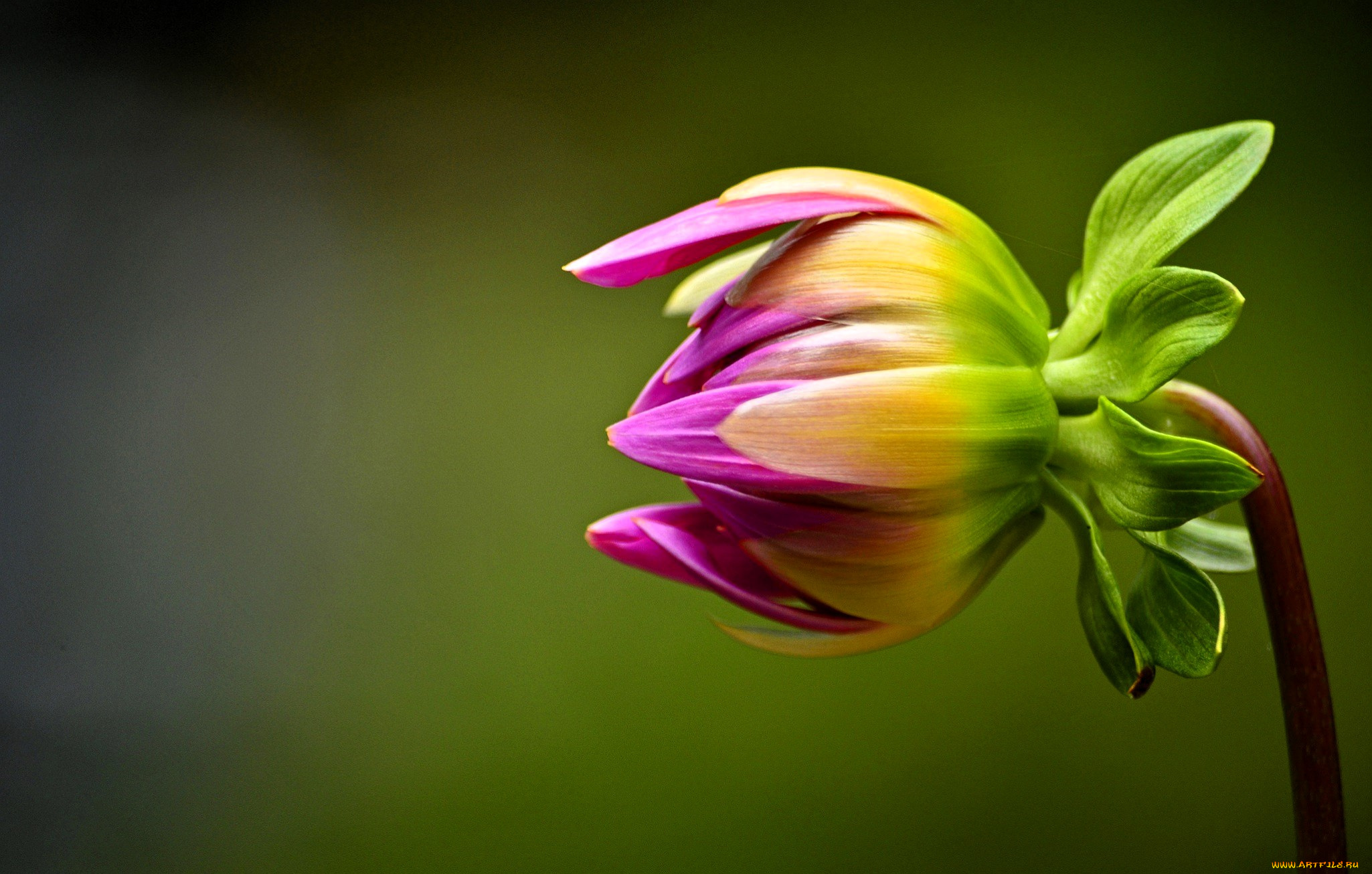 цветы, георгины, георгин, бутон, макро