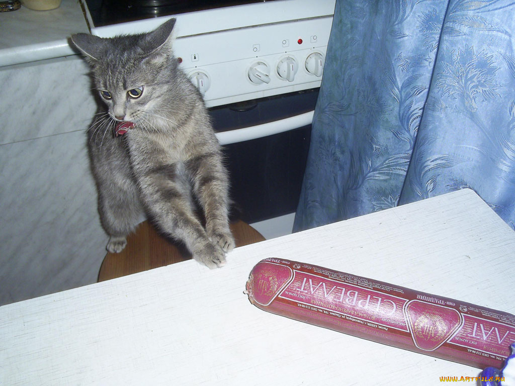 муська, животные, коты