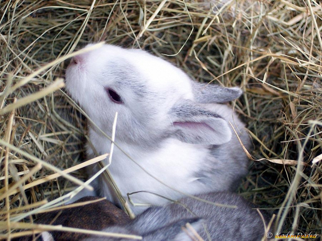 животные, кролики, зайцы