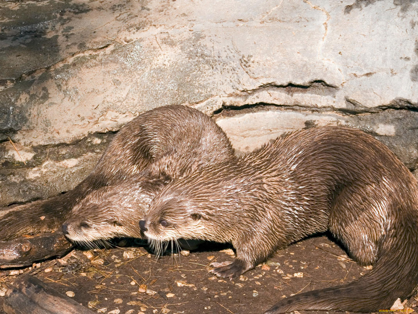 cincinnati, zoo, выдра, 02, животные, выдры, каланы, ондатры