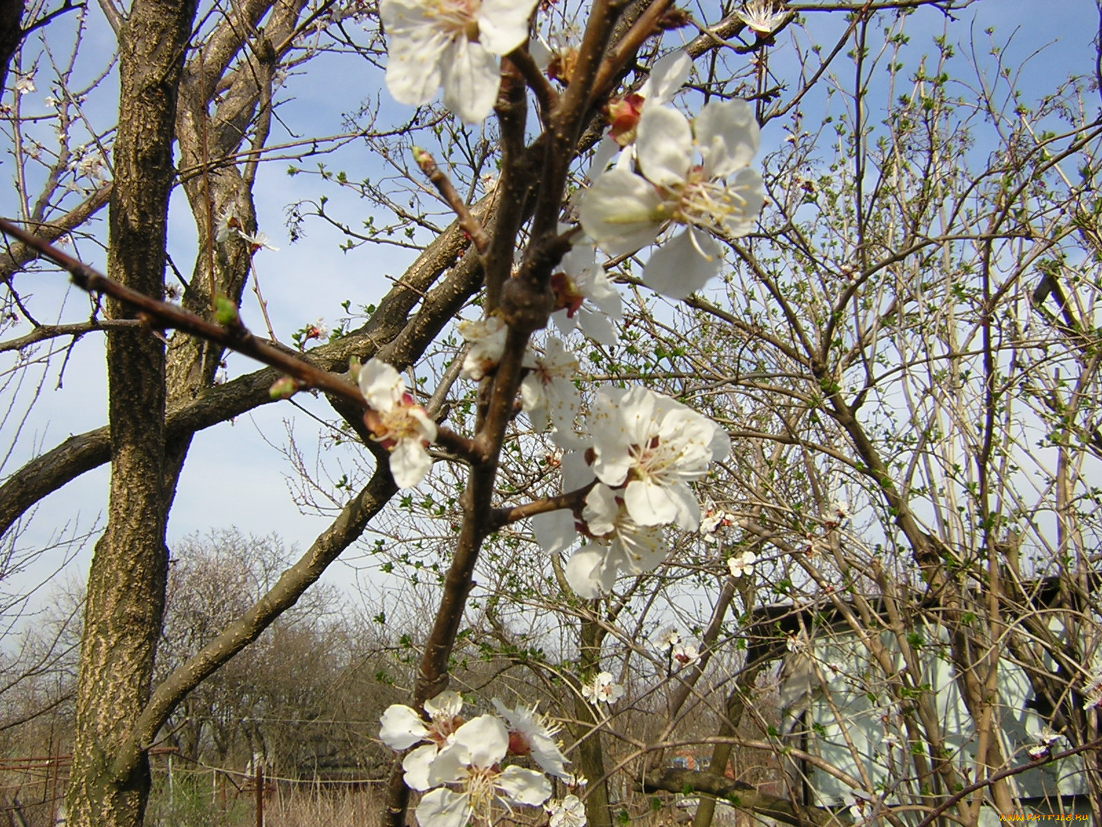 цветы, цветущие, деревья, кустарники