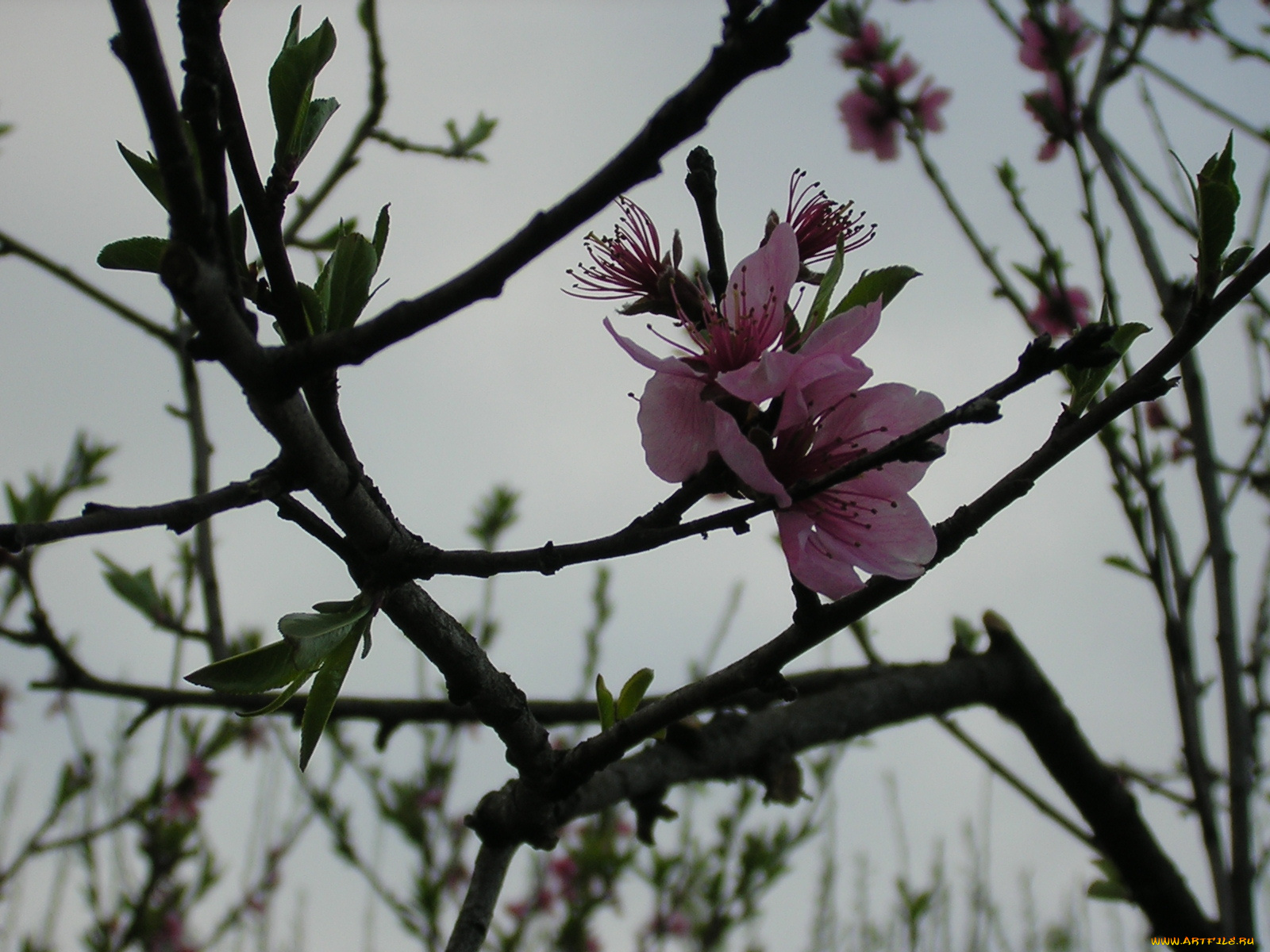 цветы, цветущие, деревья, кустарники