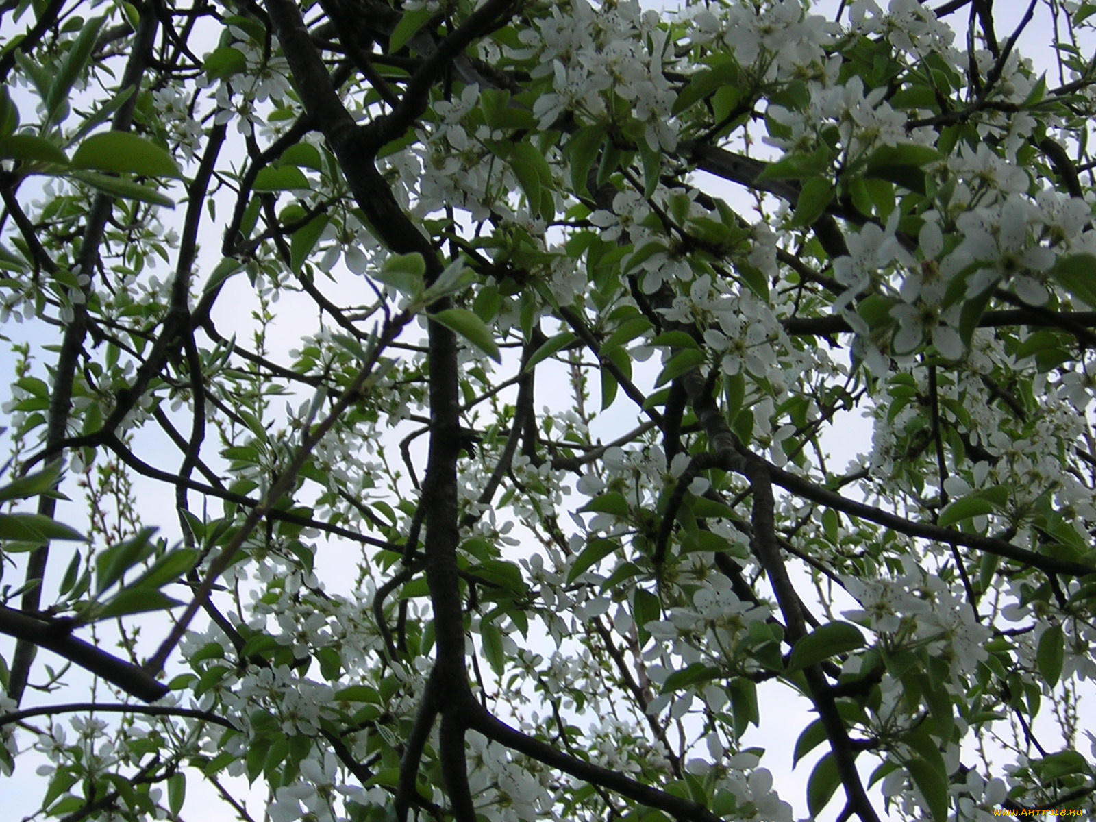 цветы, цветущие, деревья, кустарники