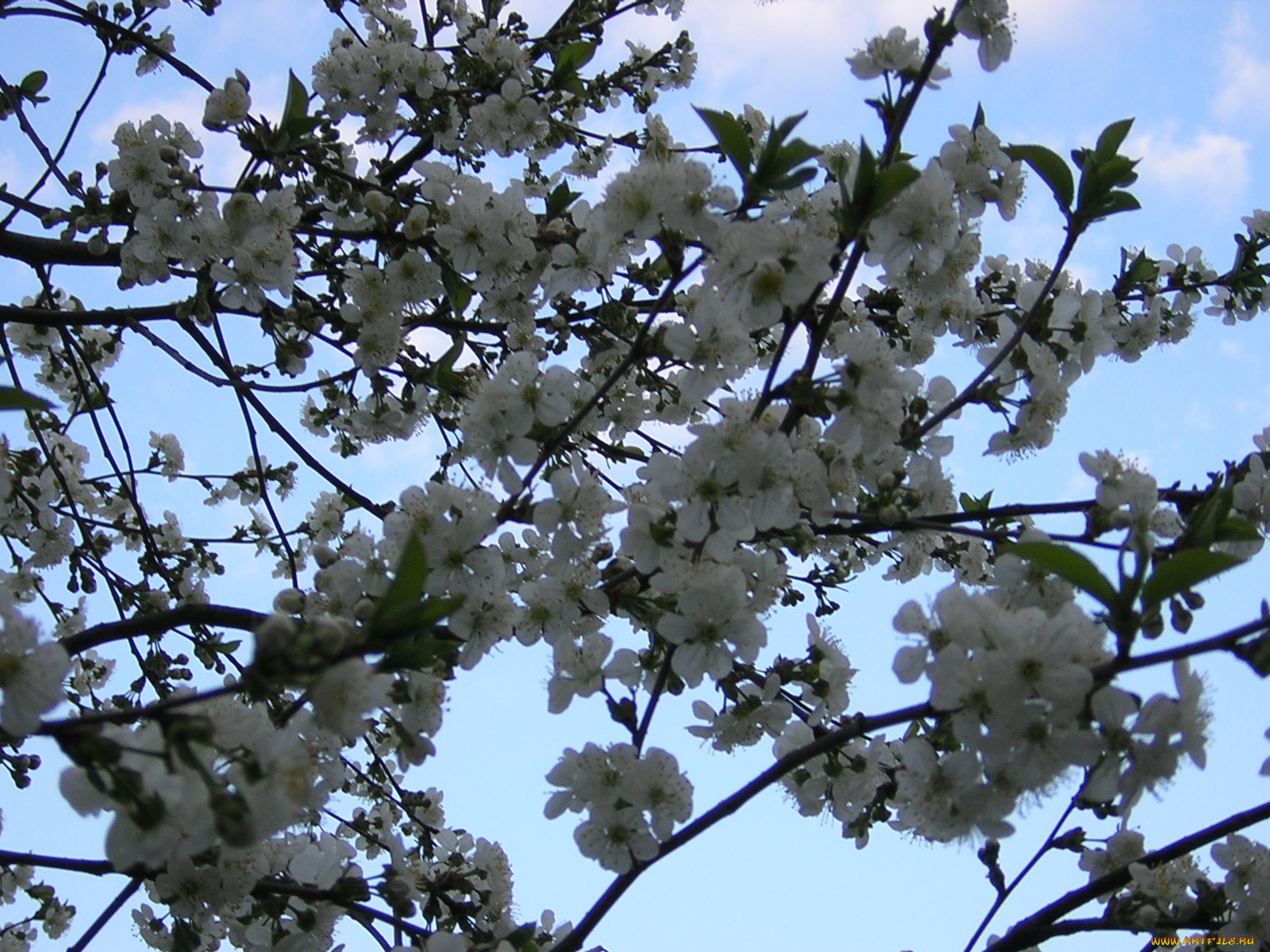 цветы, цветущие, деревья, кустарники