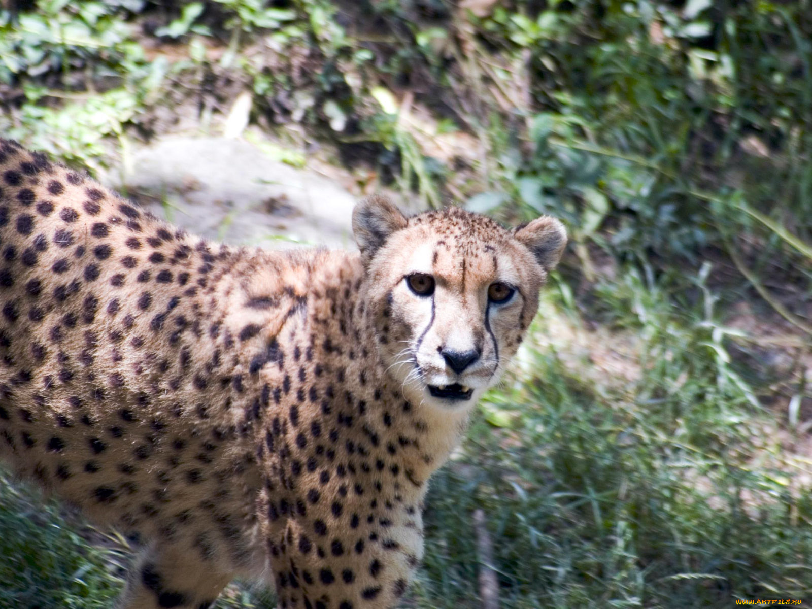 engaging, zoo, pictures, from, the, cincinnati, животные, гепарды