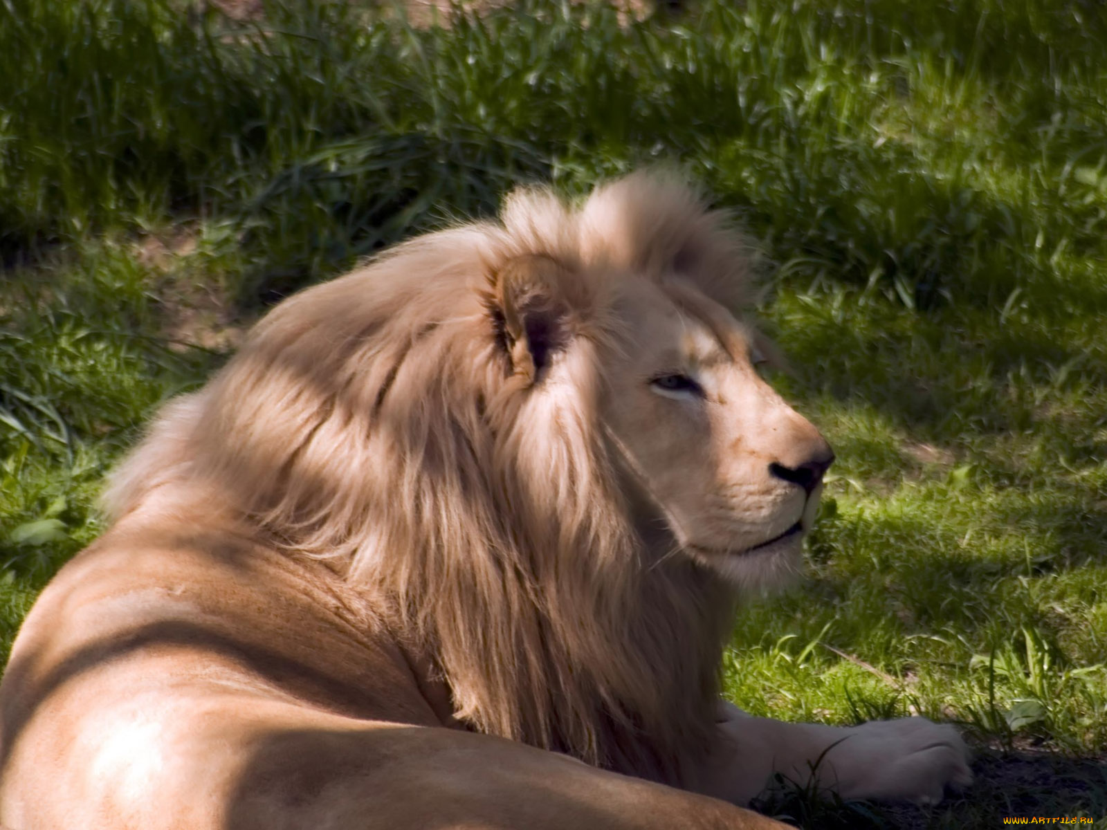 engaging, zoo, pictures, from, the, cincinnati, 21, животные, львы