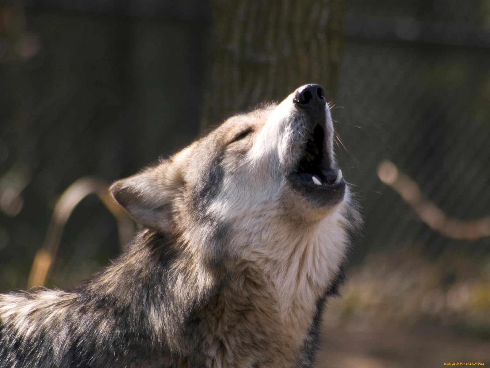 engaging, zoo, pictures, from, the, cincinnati, животные, волки