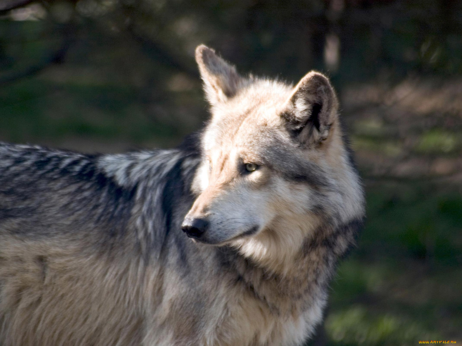 engaging, zoo, pictures, from, the, cincinnati, 13, животные, волки