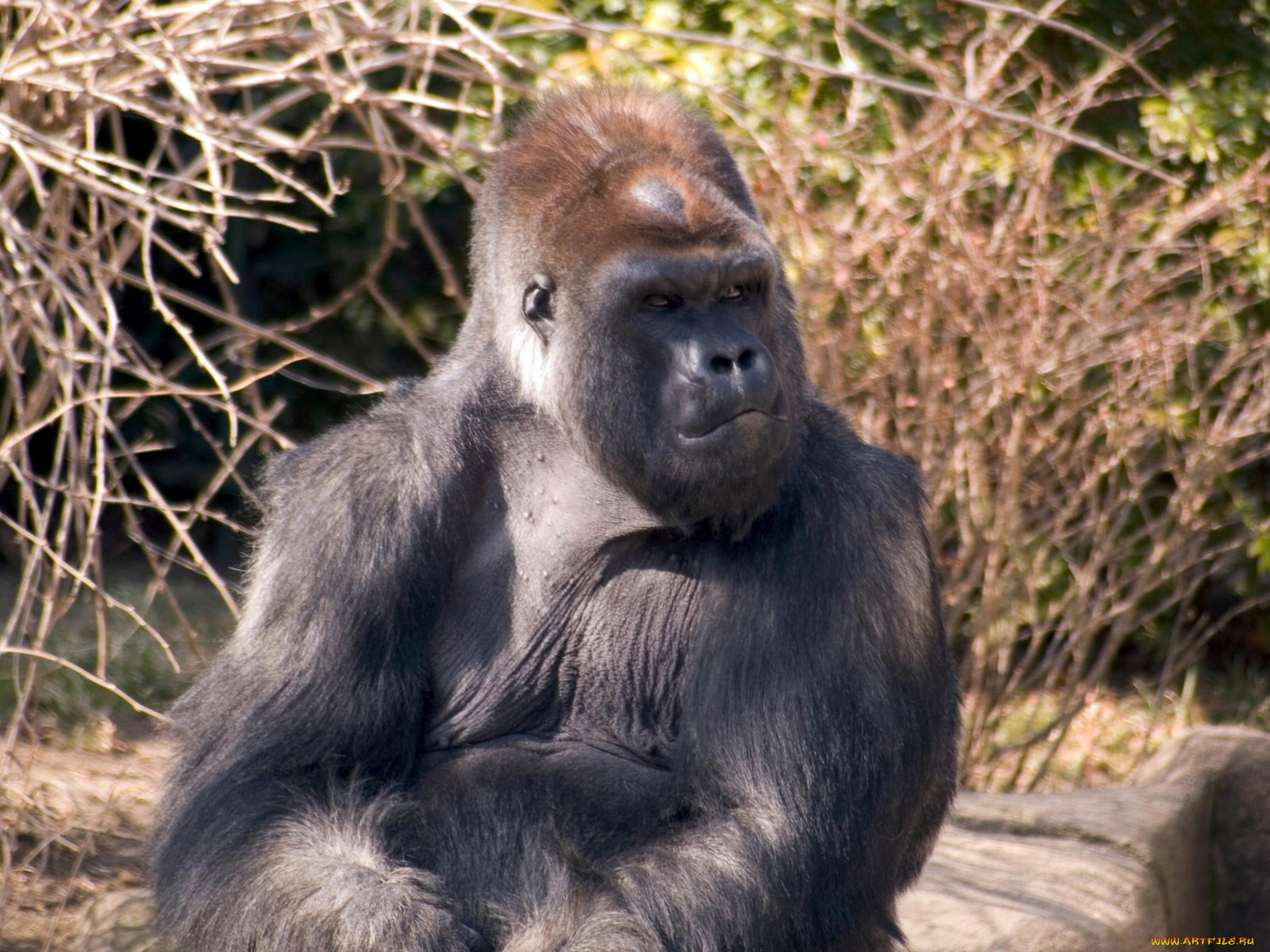 engaging, zoo, pictures, from, the, cincinnati, 16, животные, обезьяны