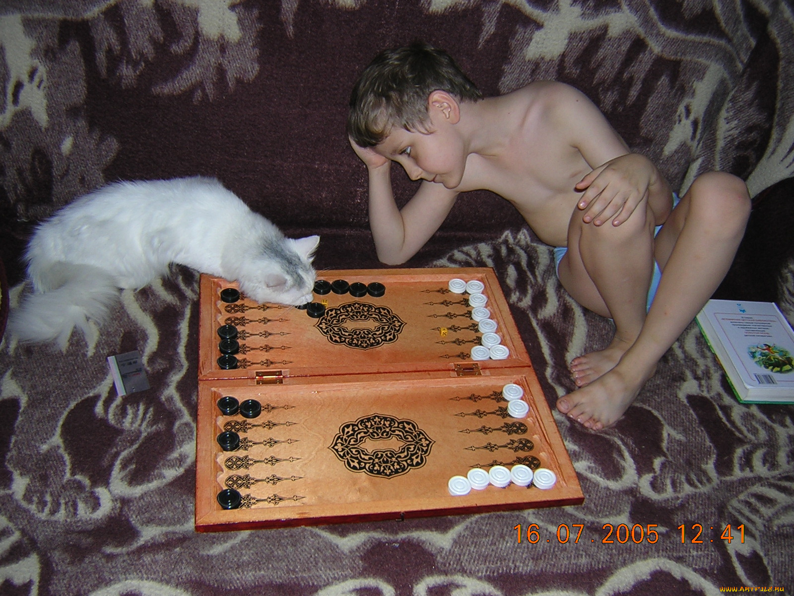 наша, коша, нарды, играть, умеет, животные, коты