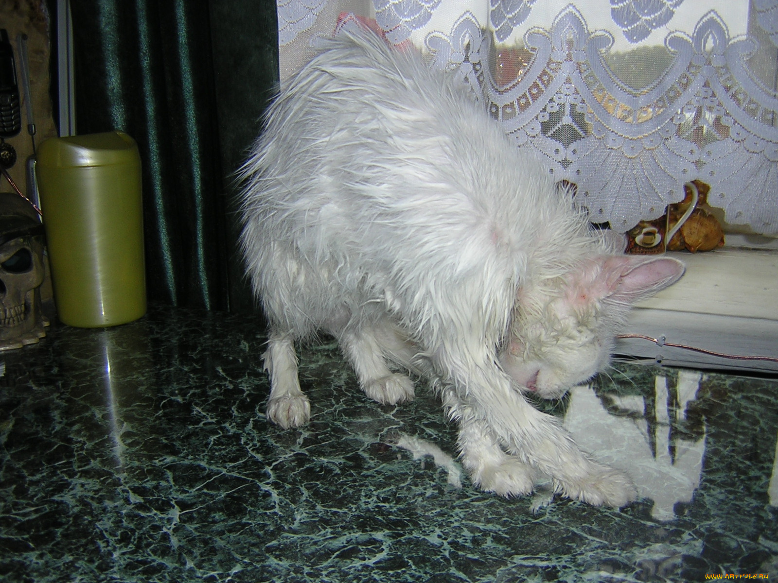 после, купания, от, крысы, не, отличишь, животные, коты