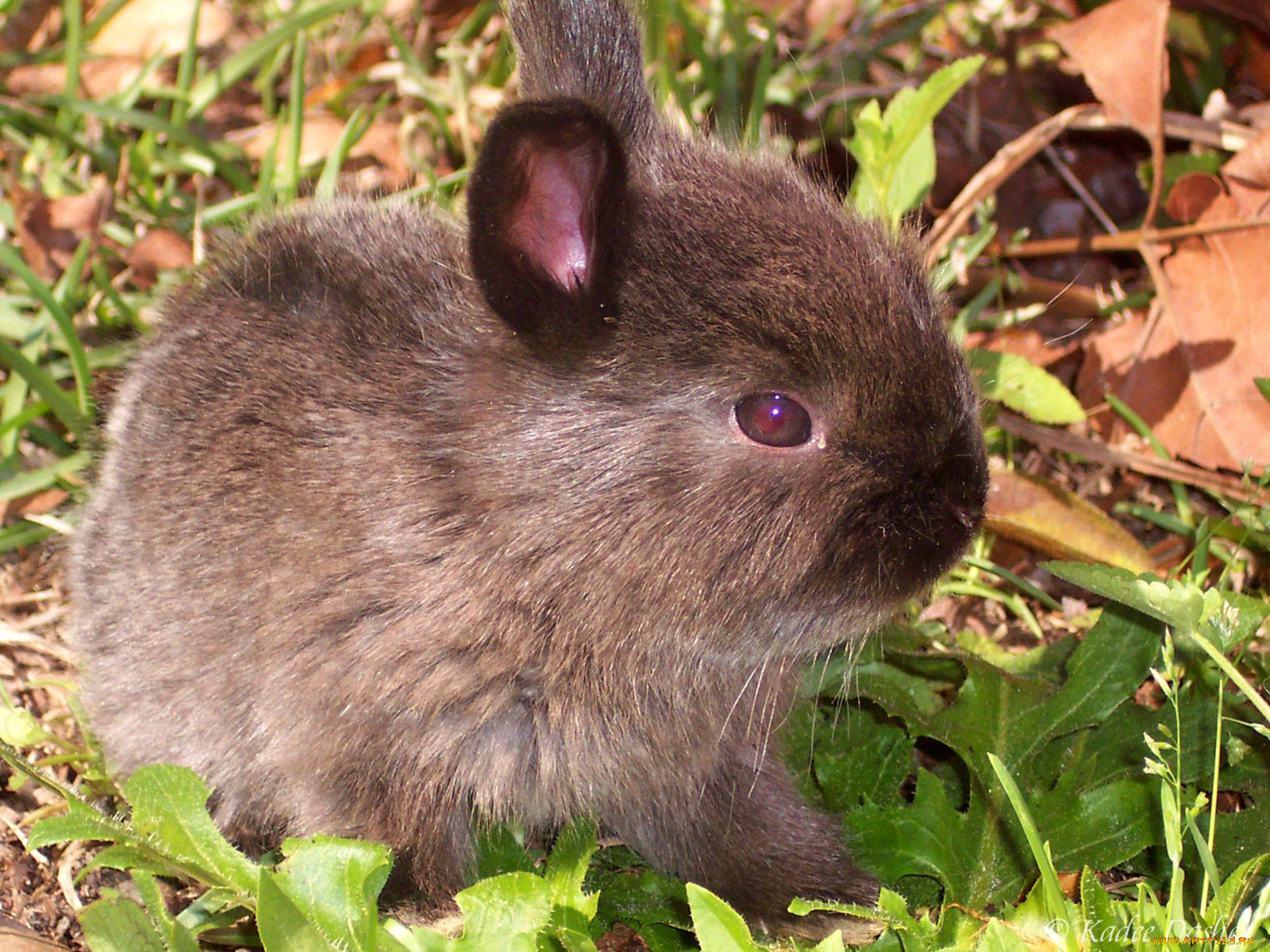 животные, кролики, зайцы