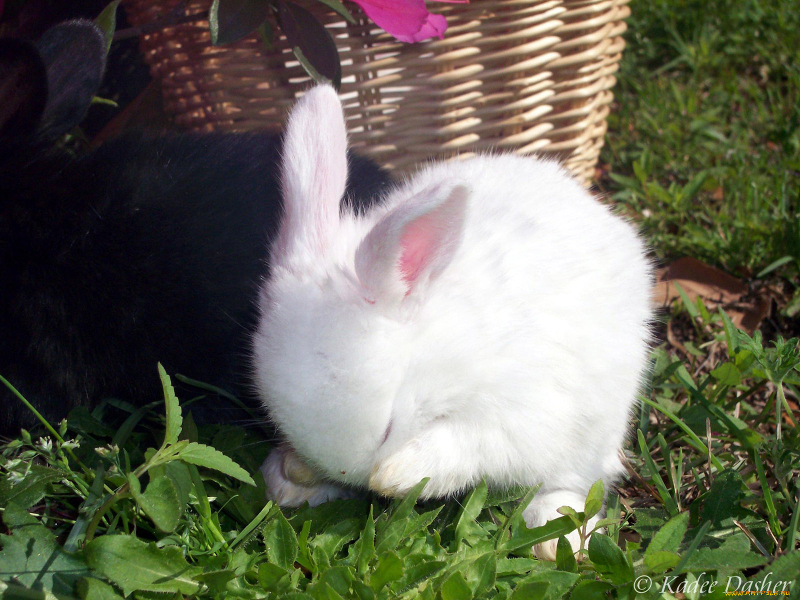 животные, кролики, зайцы