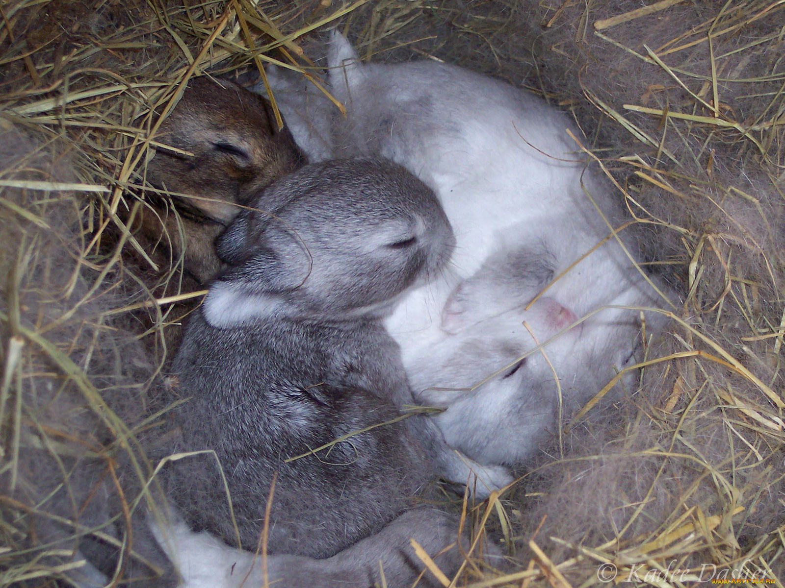 животные, кролики, зайцы