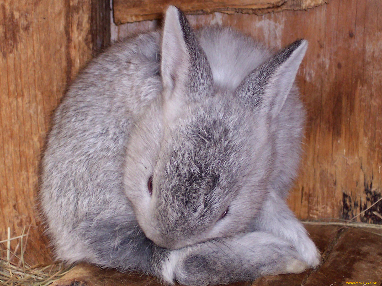 животные, кролики, зайцы