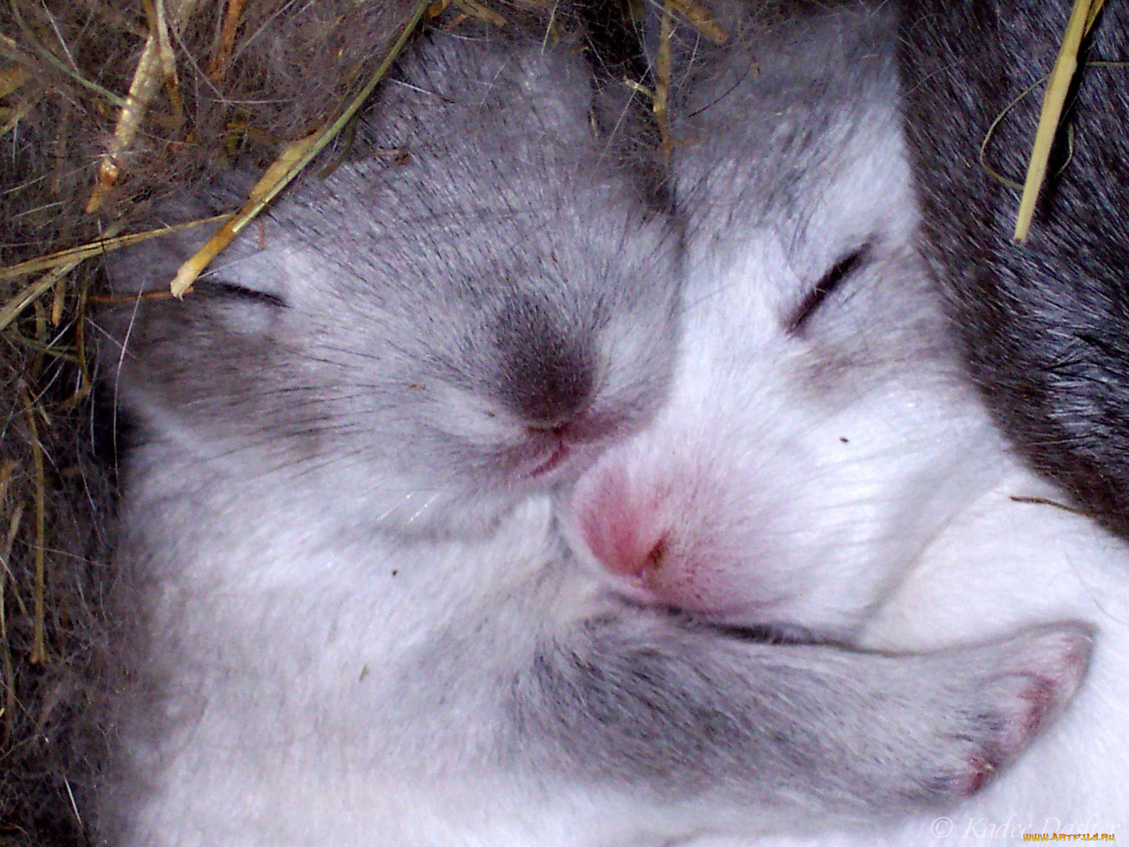 животные, кролики, зайцы