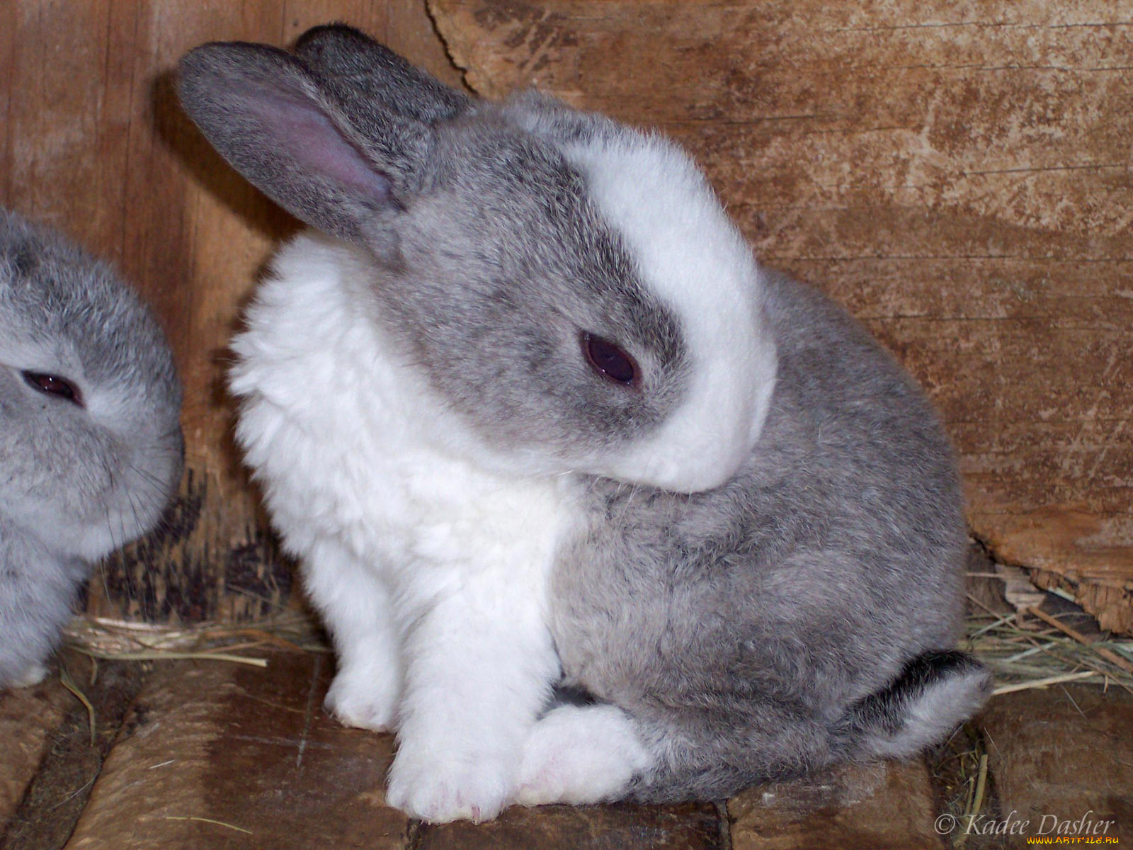 животные, кролики, зайцы