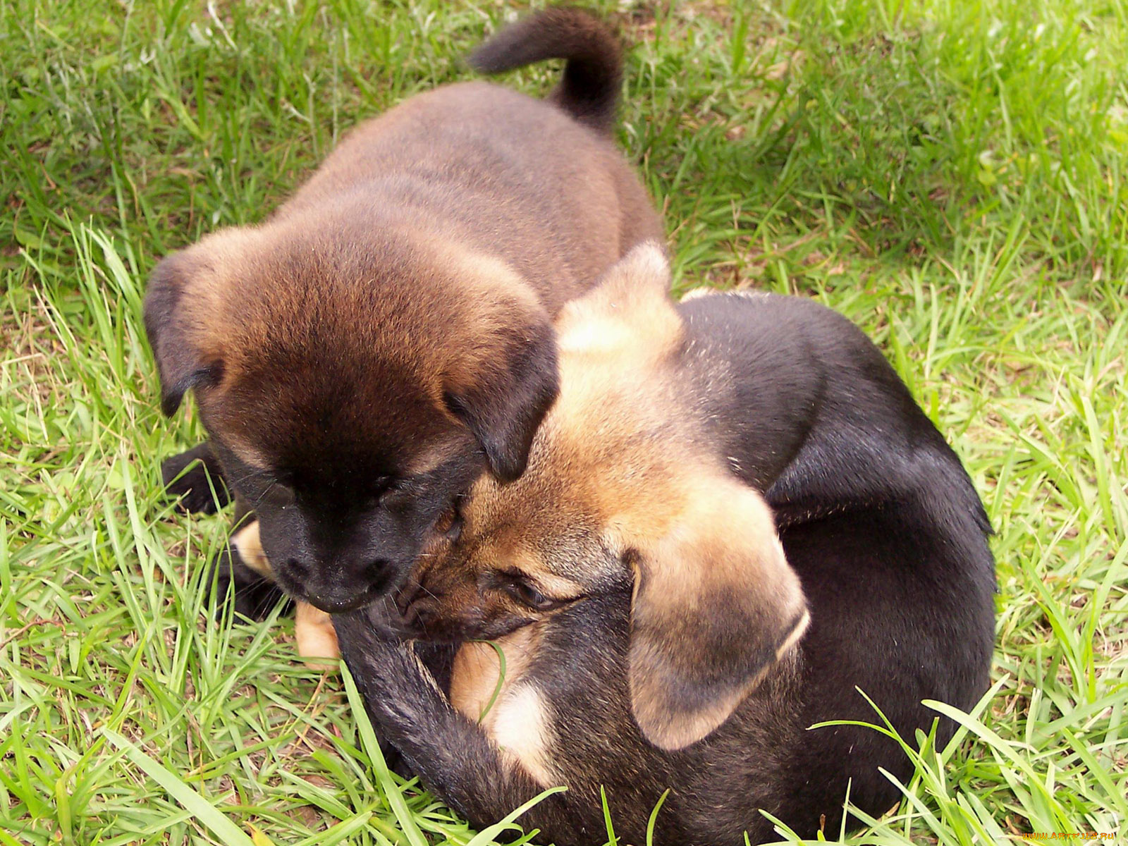 животные, собаки