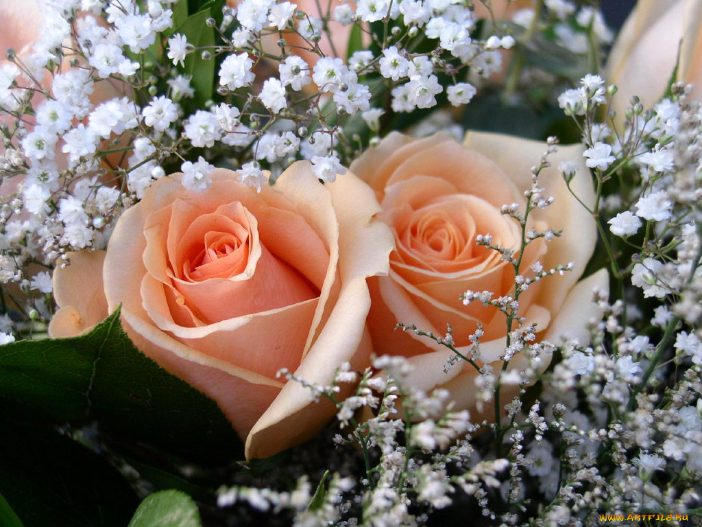 цветы, разные, вместе