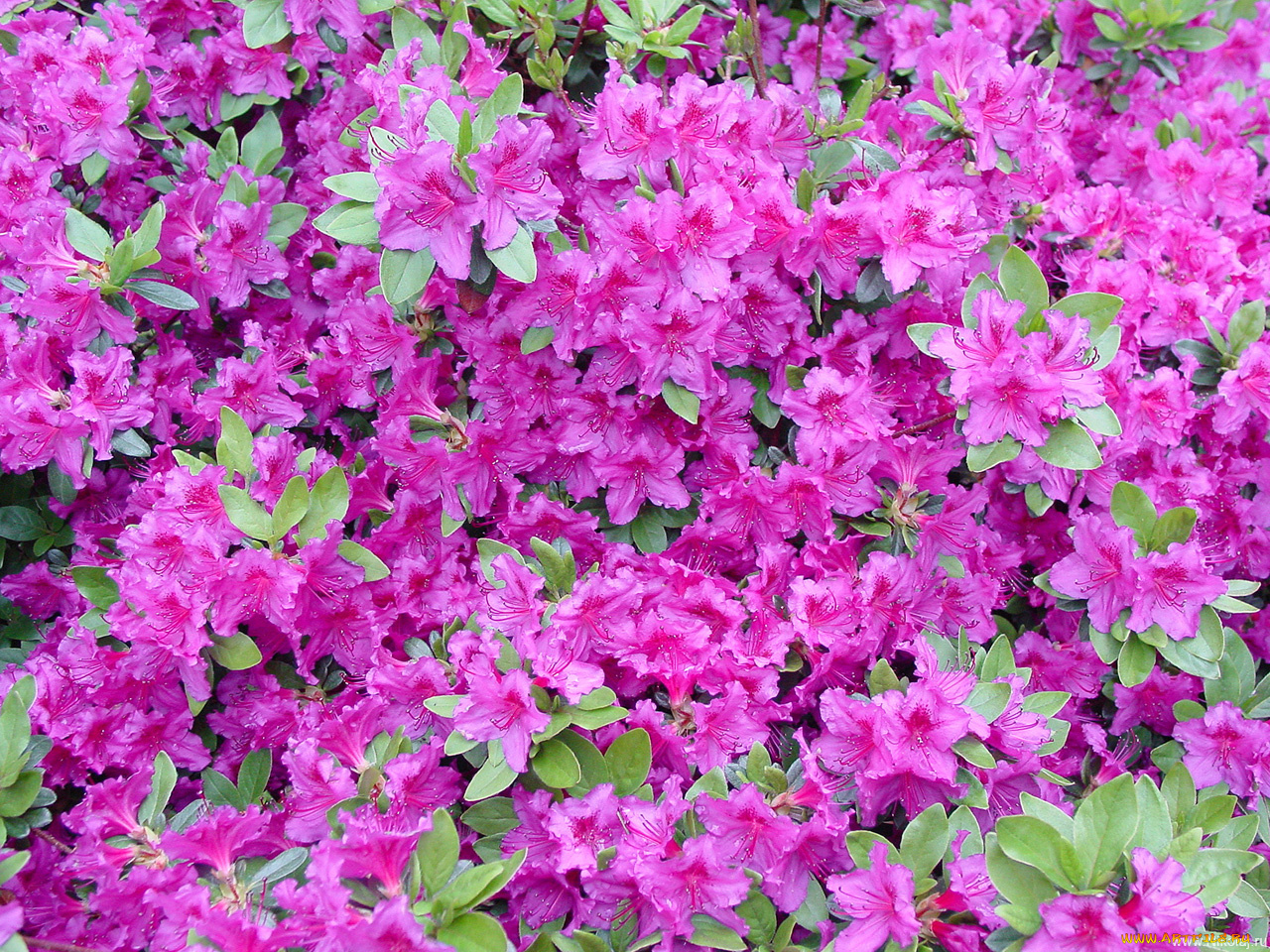 цветы, рододендроны, азалии
