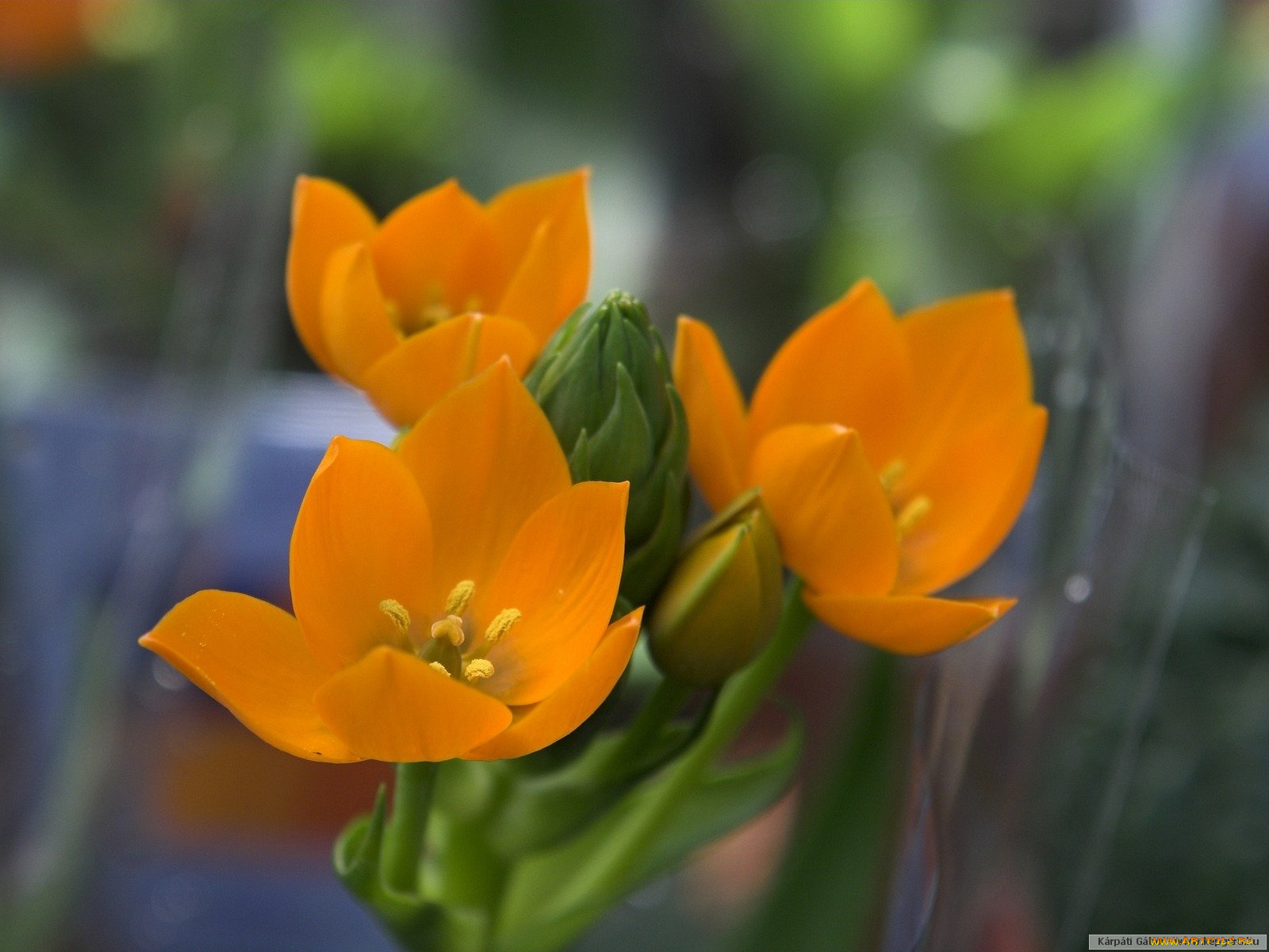 цветы, каланхоэ