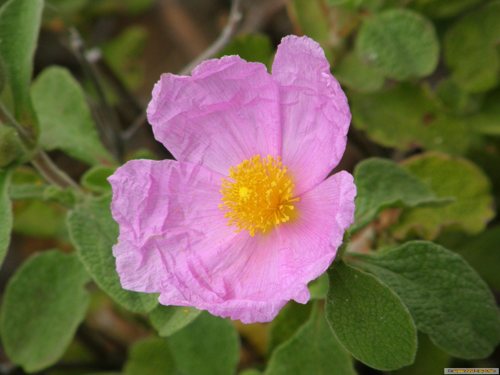 цветы, шиповник