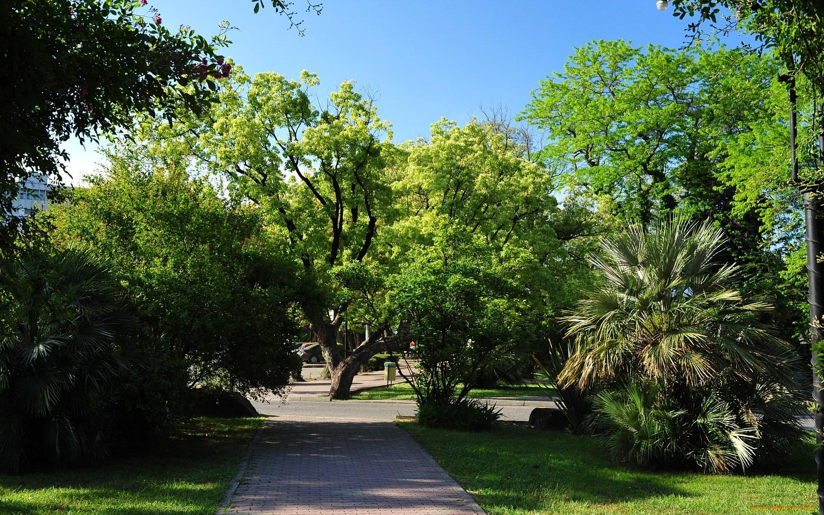 природа, деревья