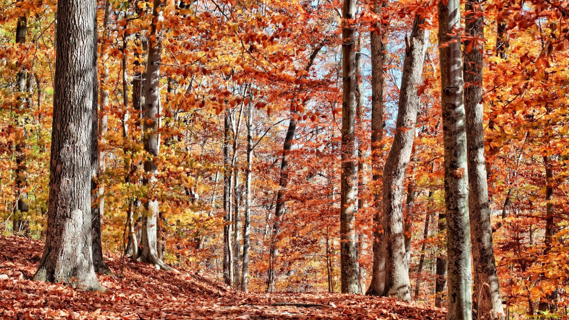 природа, лес