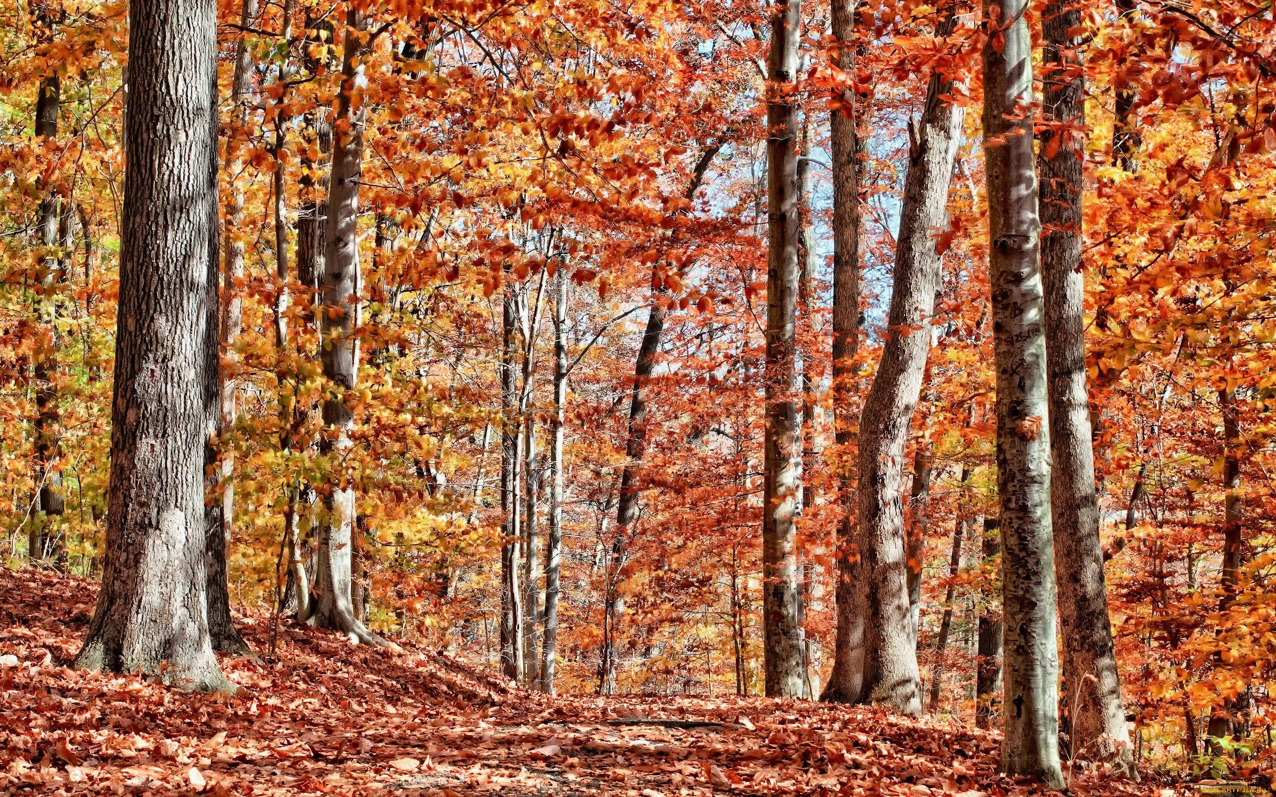 природа, лес