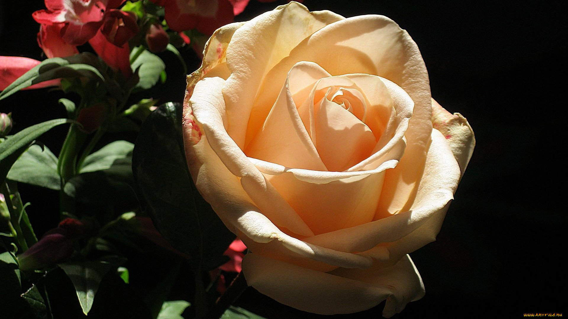 цветы, розы, бутон