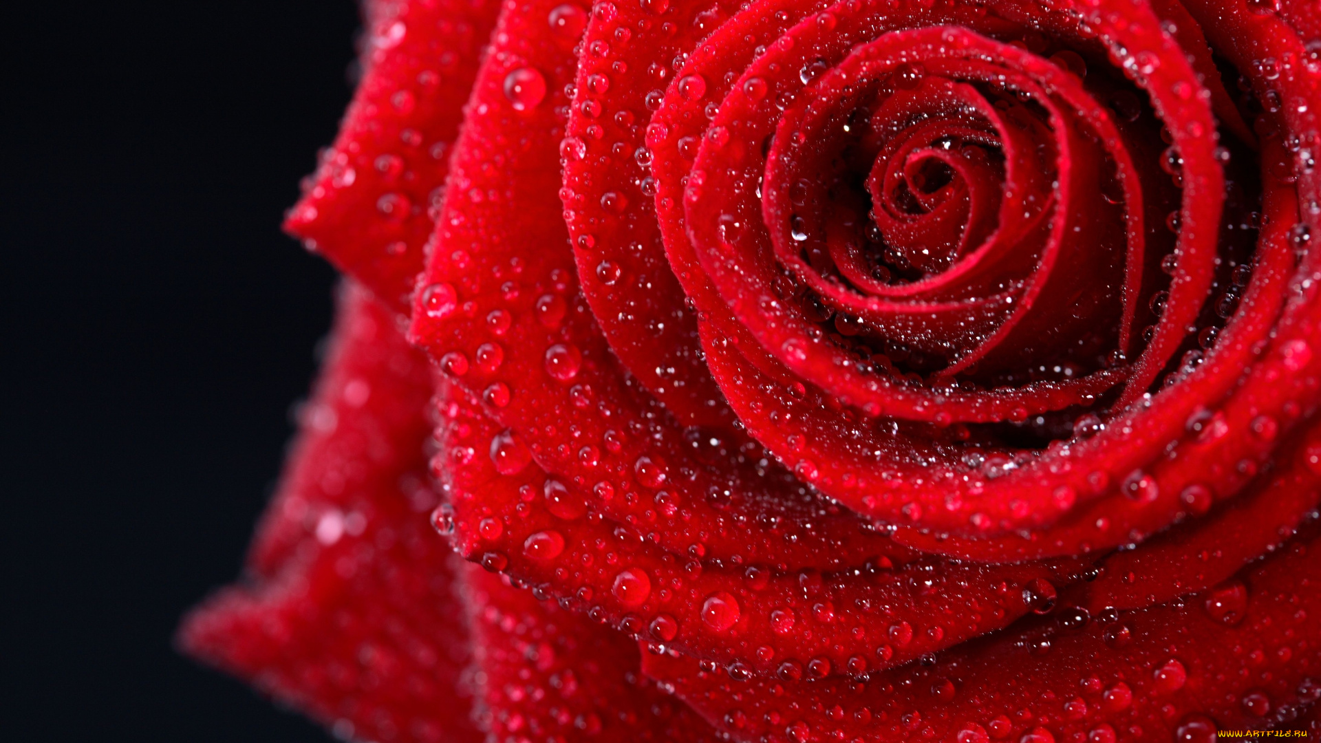 цветы, розы, капли, роса, макро