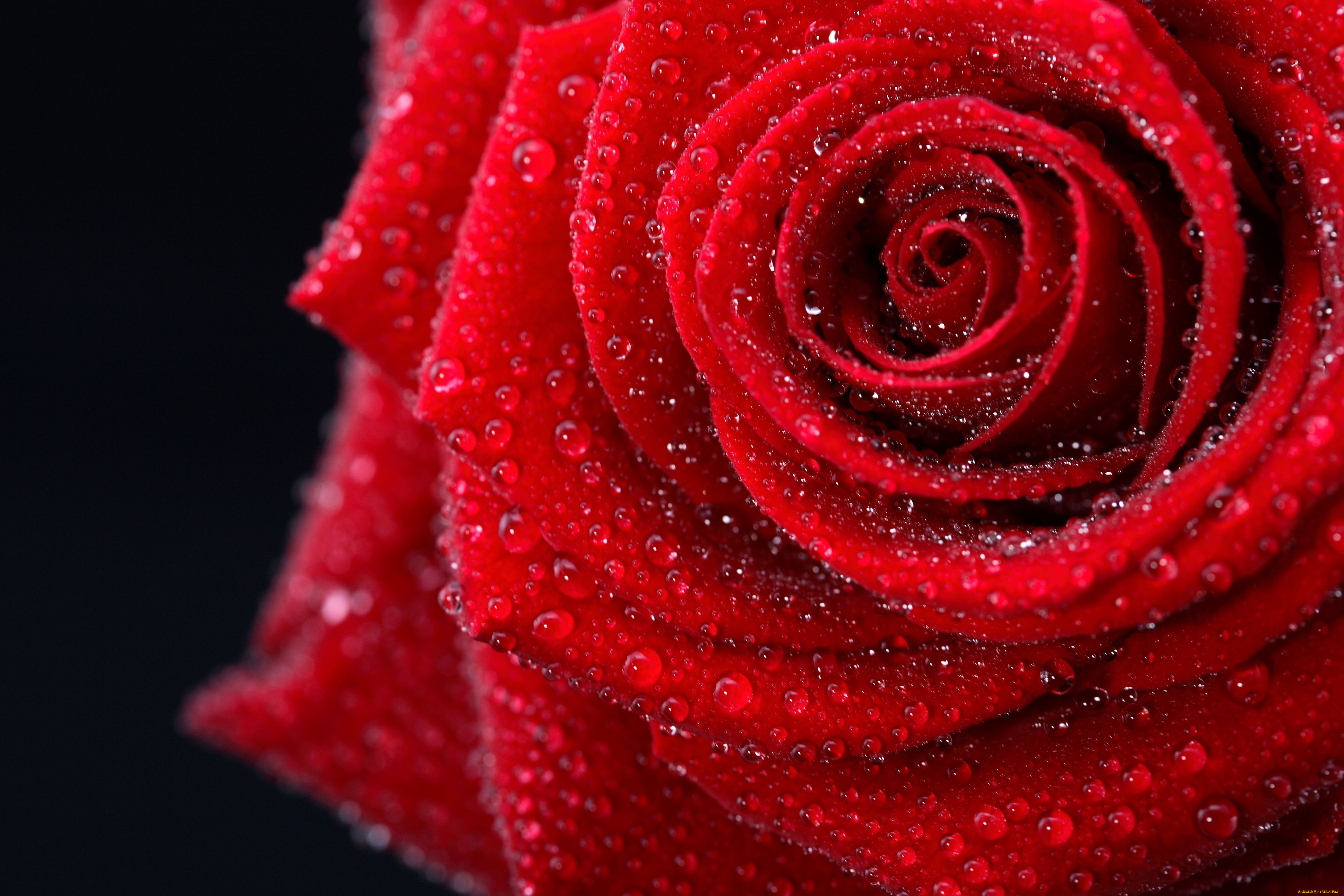 цветы, розы, капли, роса, макро