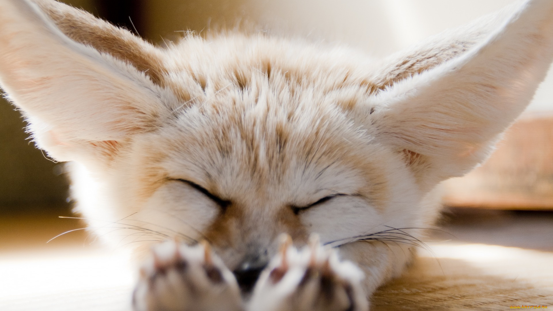 животные, фенеки, хищник, лисица, фенек, отдых, уши, мордочка